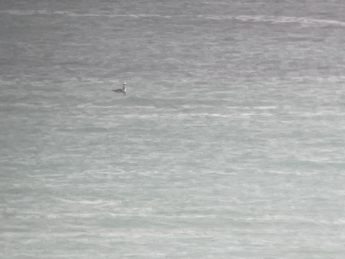 ワライカモメ - ML647254777