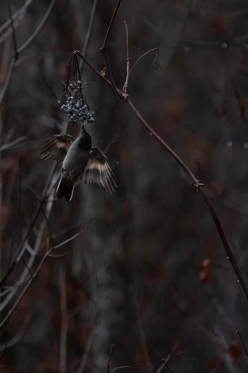 Townsend's Solitaire - ML647254785