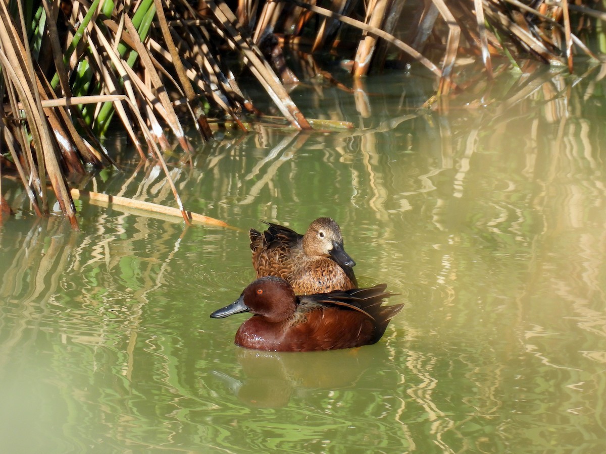 Cinnamon Teal - ML647254791