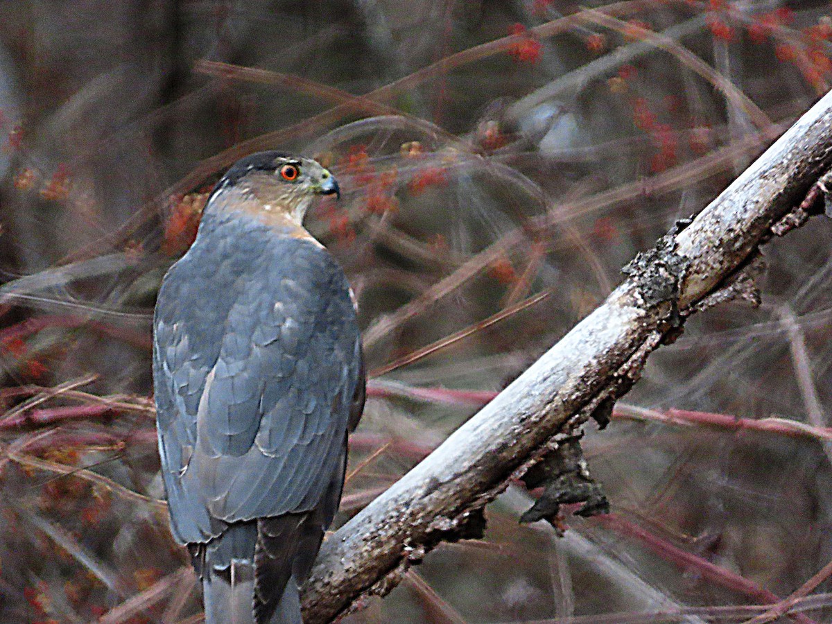Cooper's Hawk - ML647254792