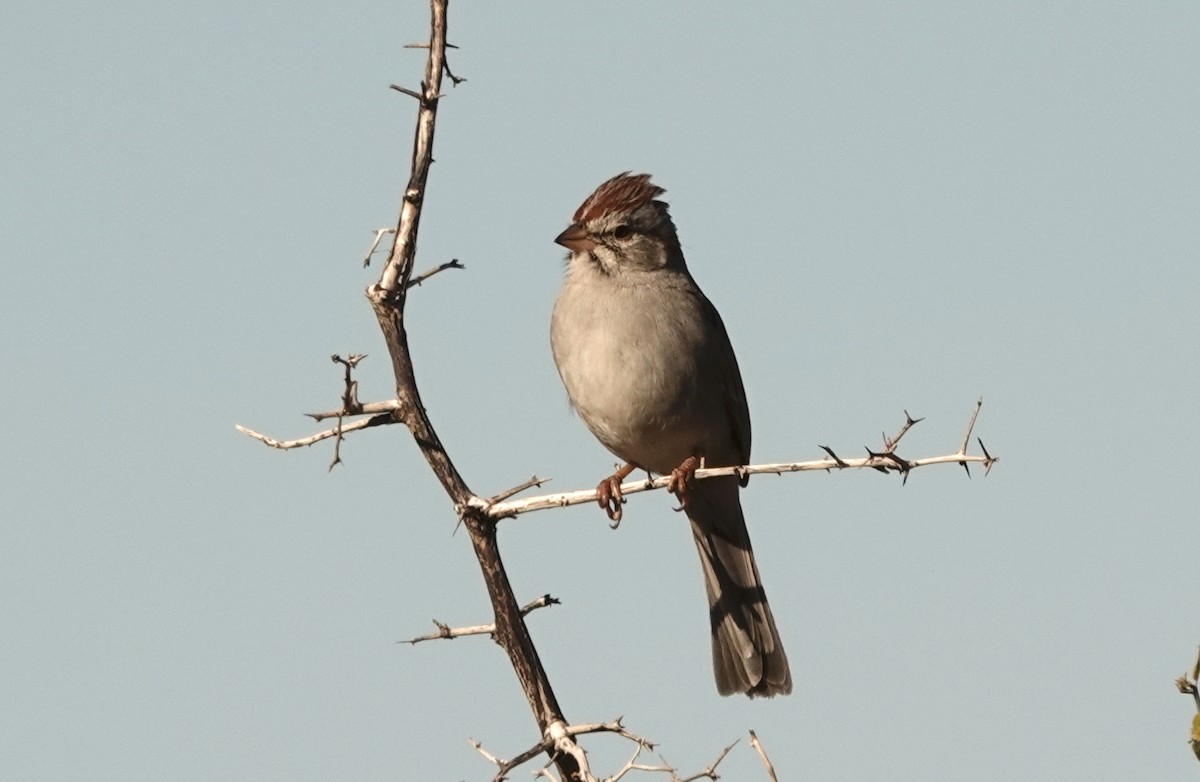 Rufous-winged Sparrow - ML647254798