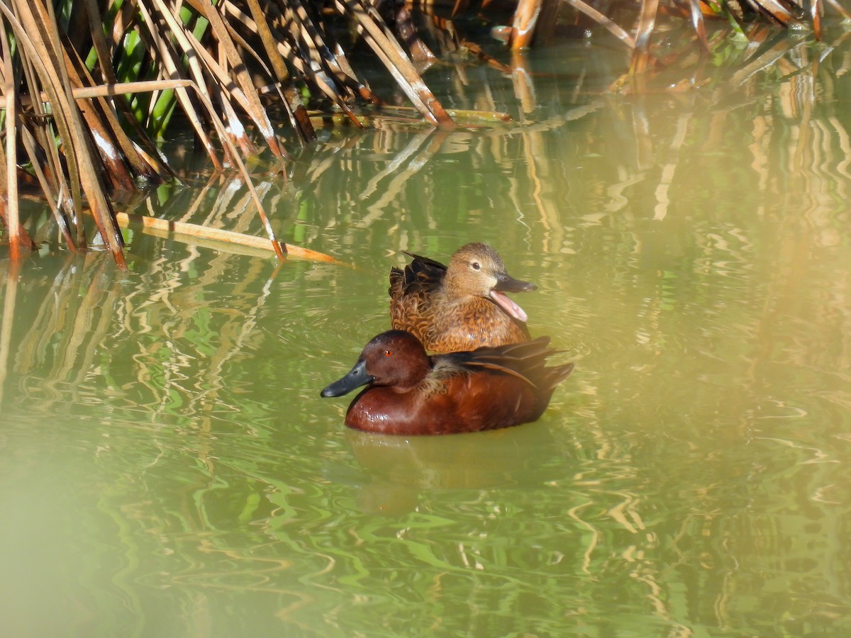 Cinnamon Teal - ML647254804