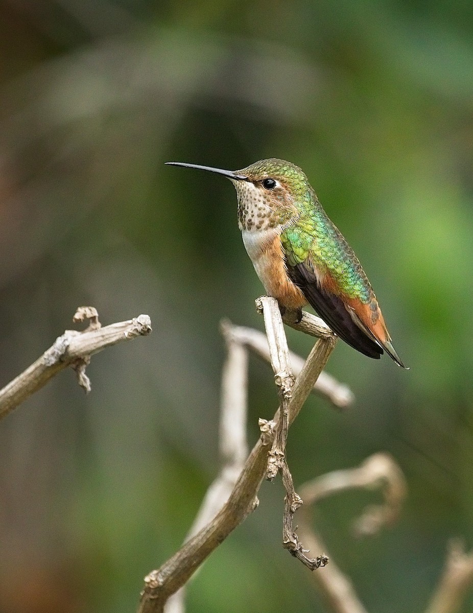 Allen's Hummingbird - ML647254808