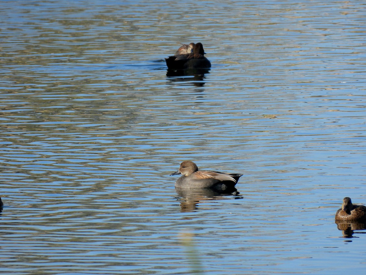 snadderand - ML647254831