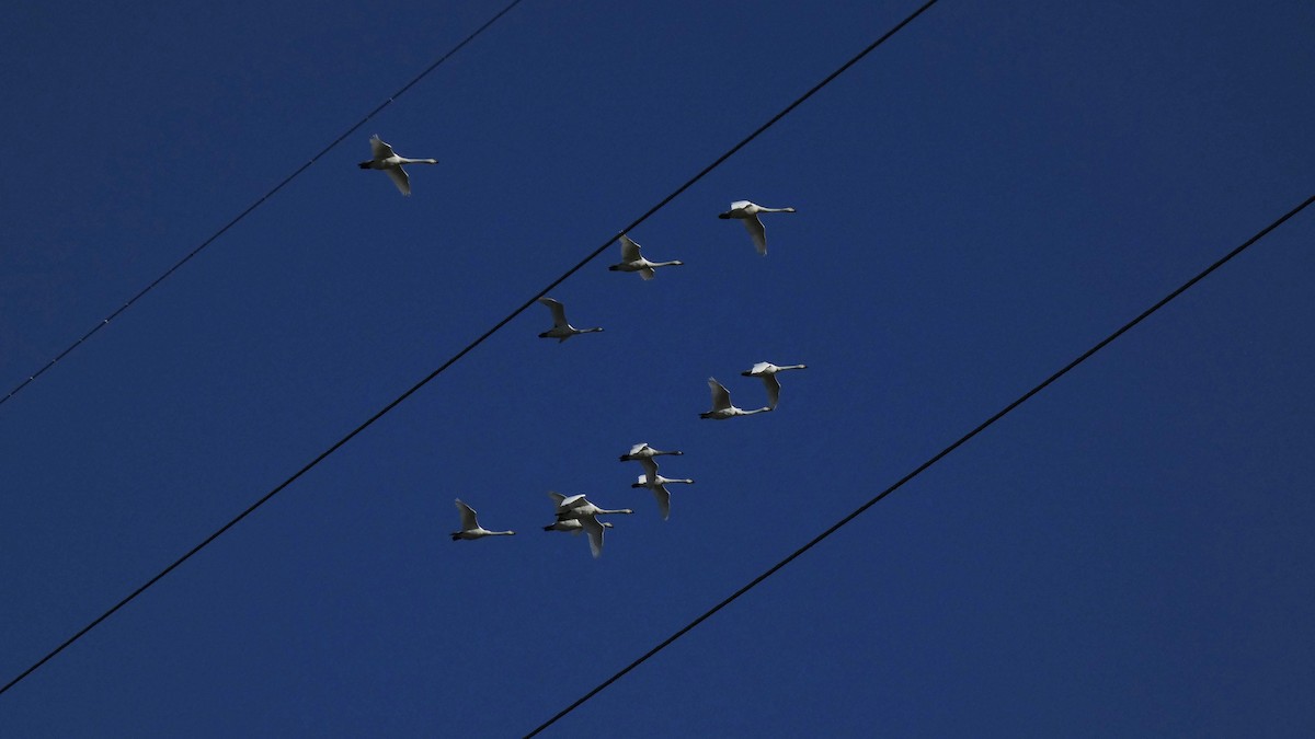 dvergsvane - ML647254832