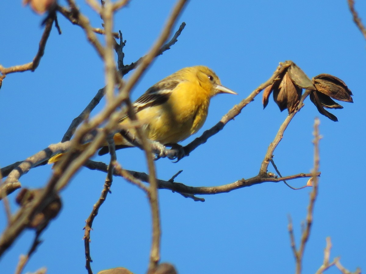 lundtrupial - ML647254834