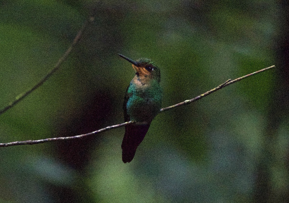 blåsmykkebriljant - ML647254835