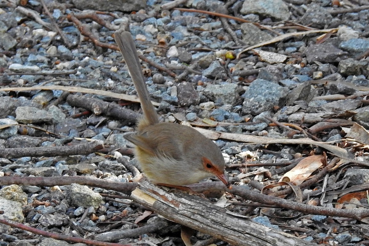 blåalvesmett - ML647254836