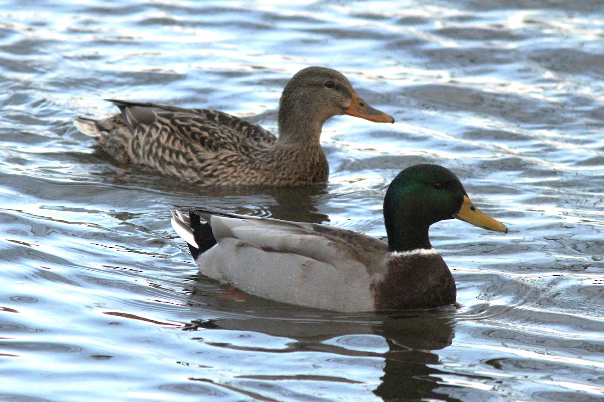 stokkand - ML647254837