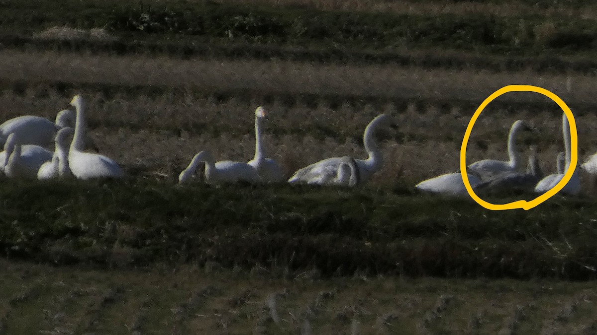 dvergsvane (columbianus) - ML647254838