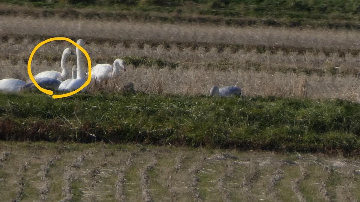 dvergsvane (columbianus) - ML647254839