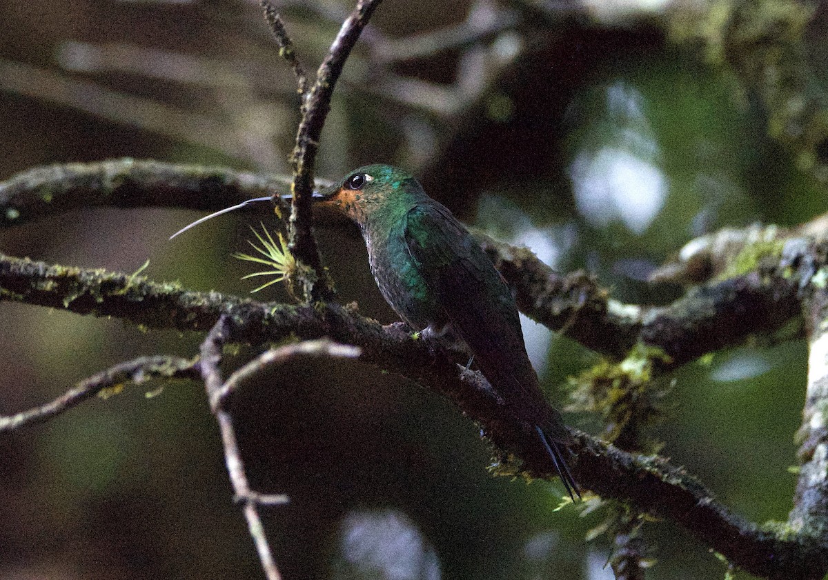 blåsmykkebriljant - ML647254842