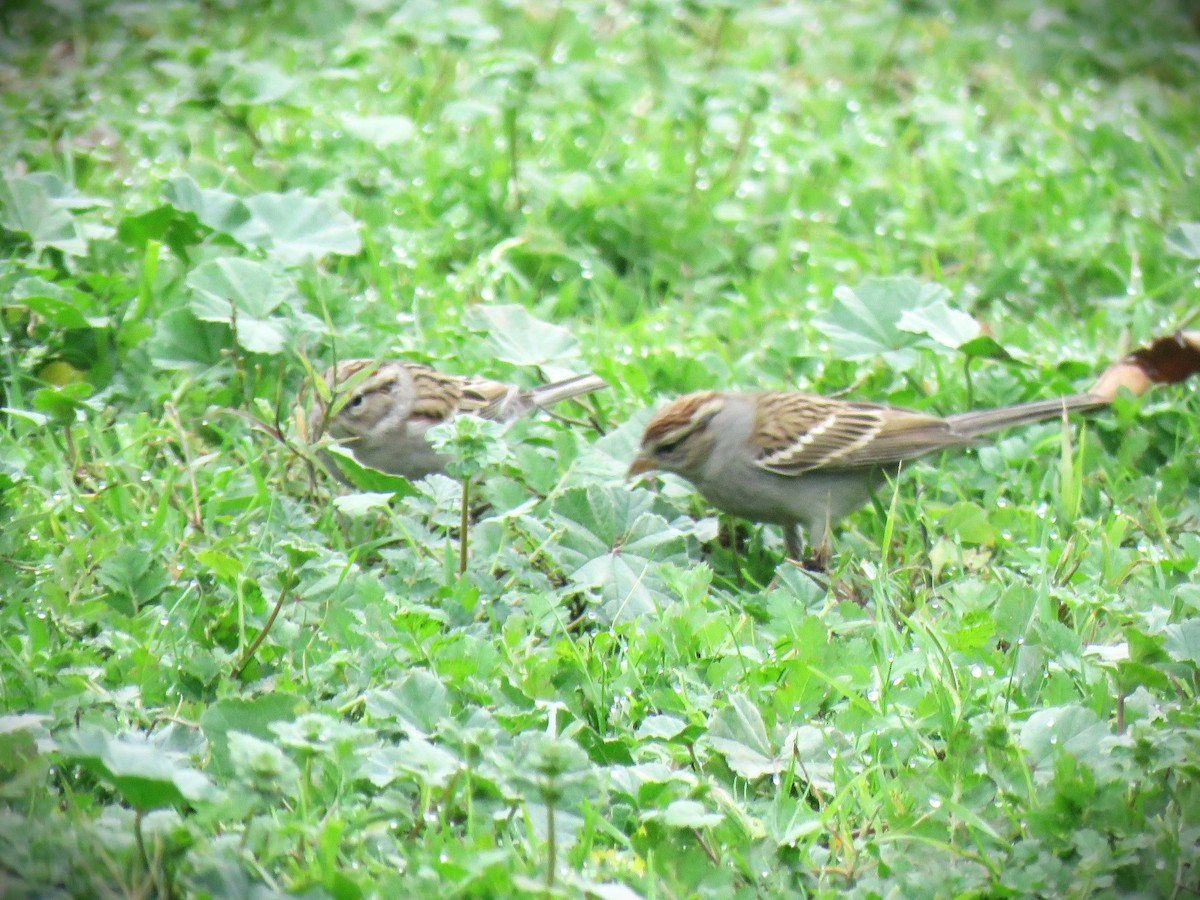 brunissespurv - ML647254844