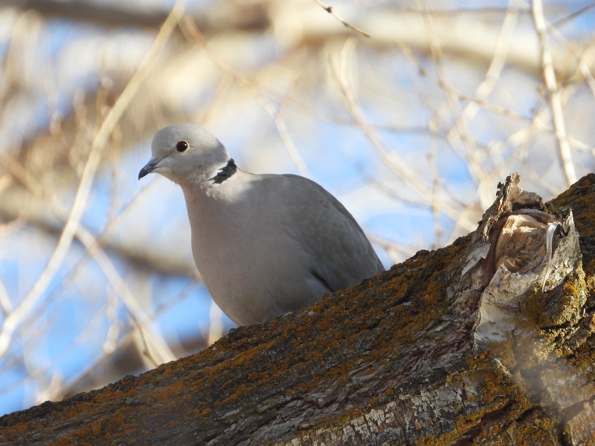 tyrkerdue - ML647254846