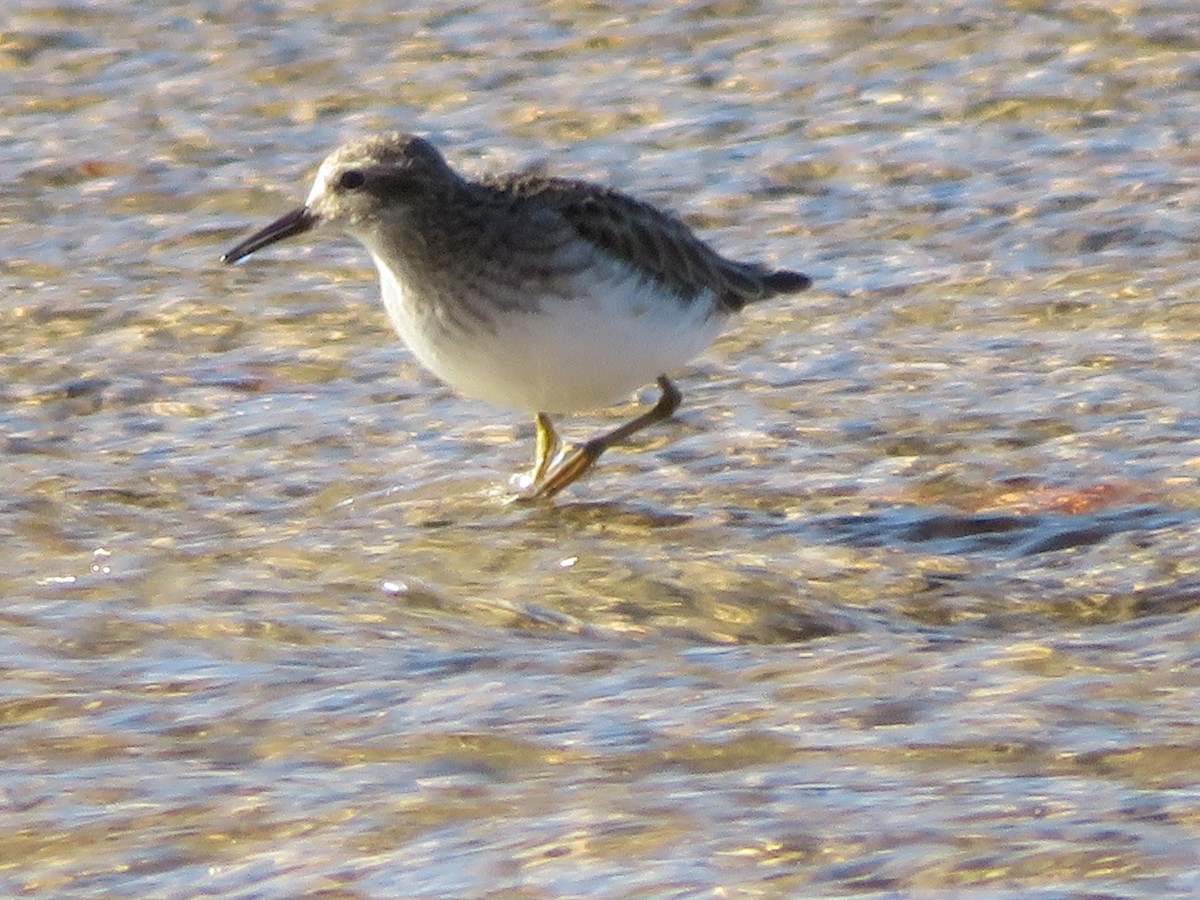 pygmésnipe - ML647254847