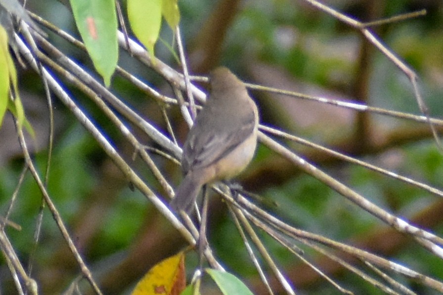 fløytepotu - ML647254849