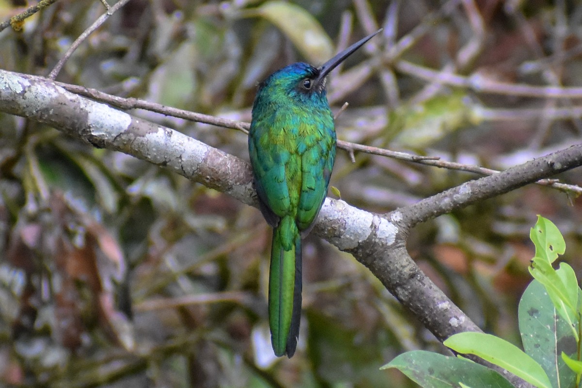 fløytepotu - ML647254850