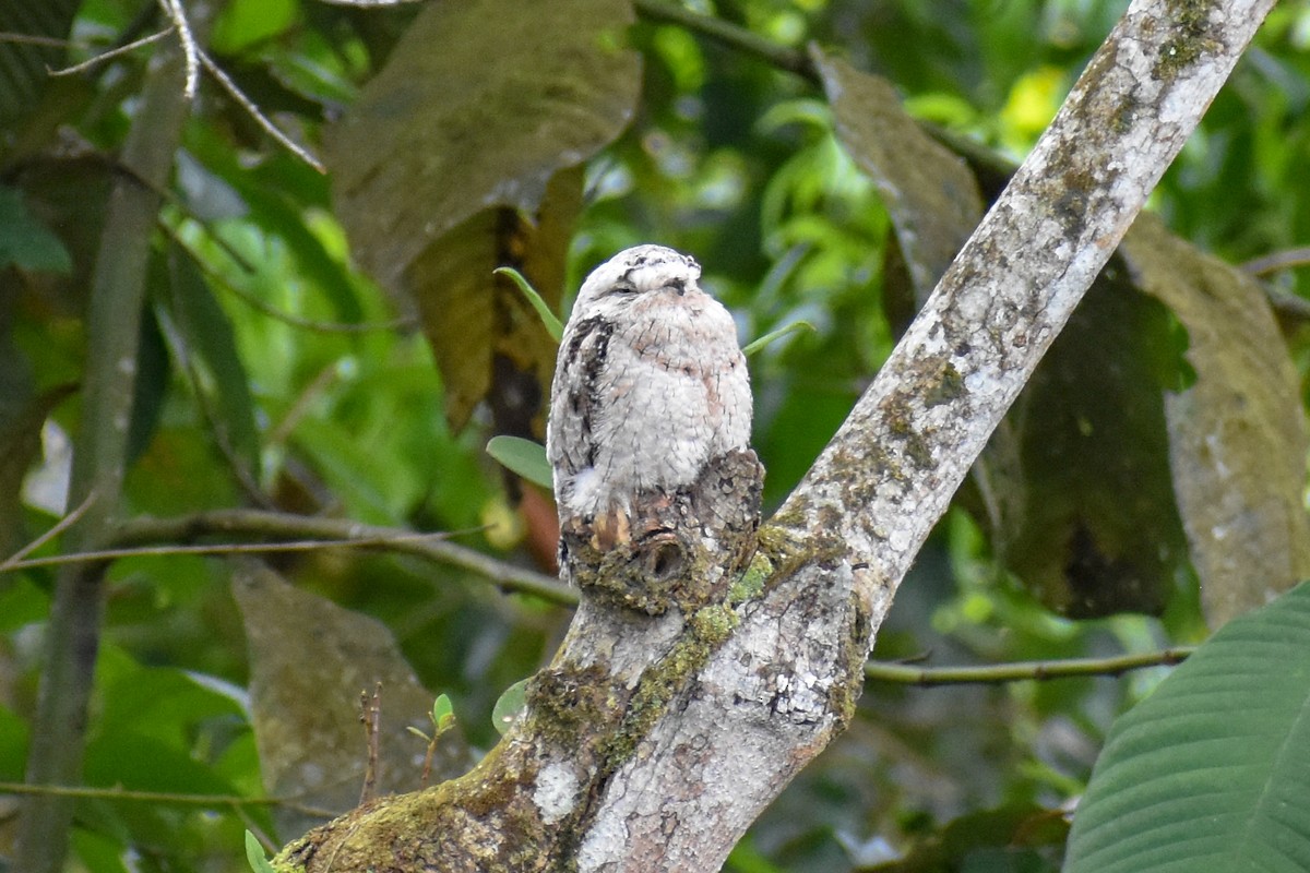 fløytepotu - ML647254851