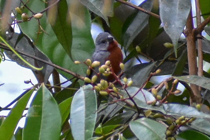 fløytepotu - ML647254852