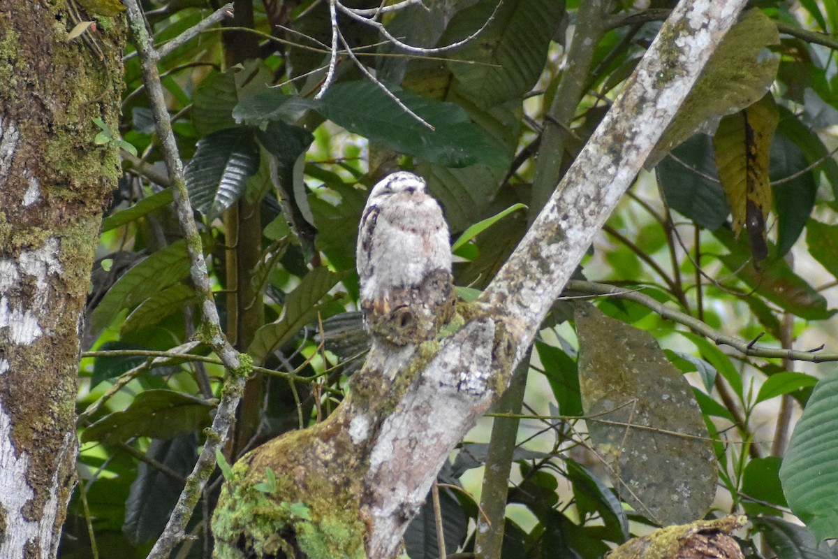 fløytepotu - ML647254853