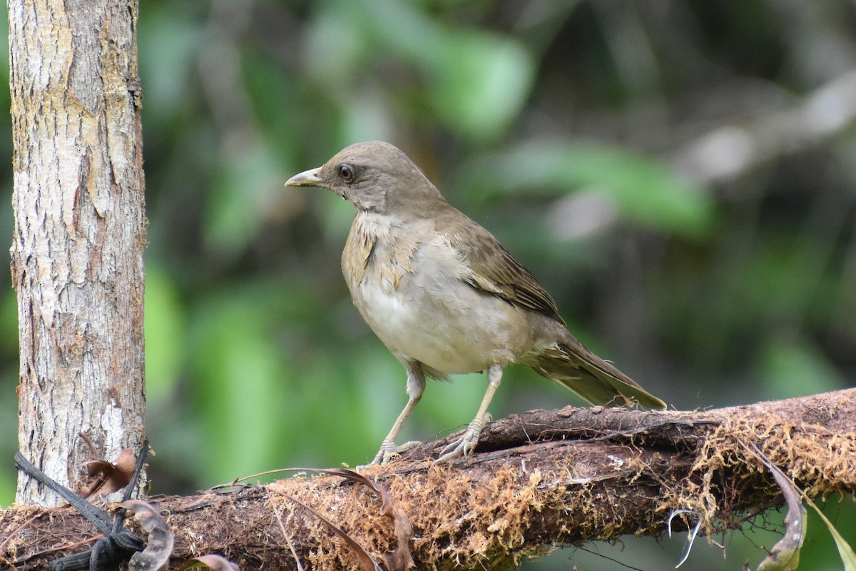 fløytepotu - ML647254854