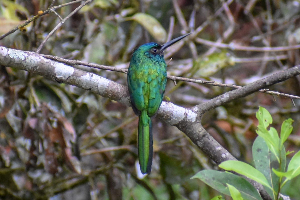 fløytepotu - ML647254855