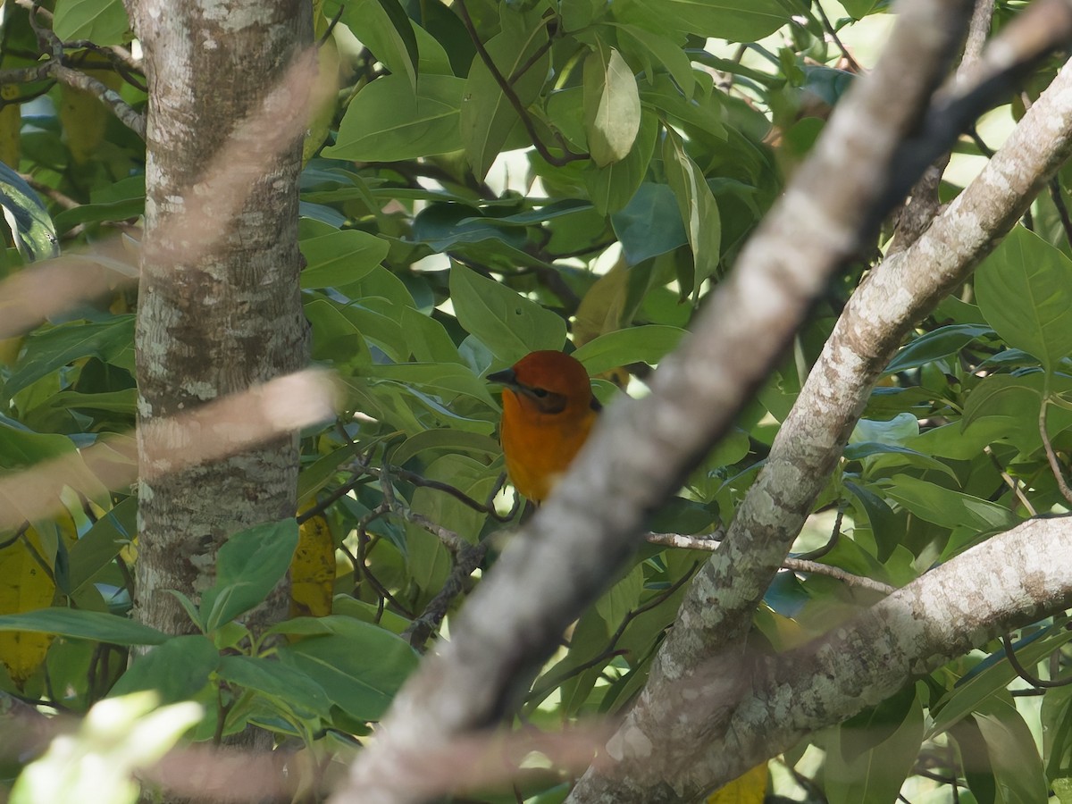 flammepiranga - ML647254856