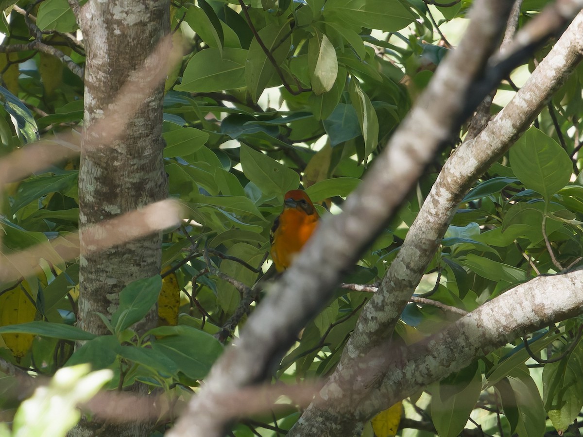 flammepiranga - ML647254857