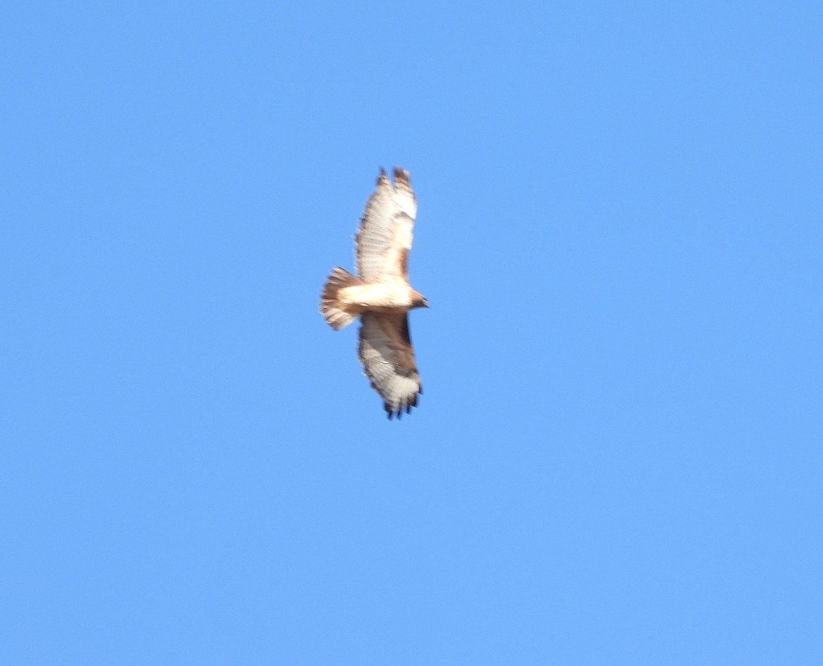 rødstjertvåk - ML647254859