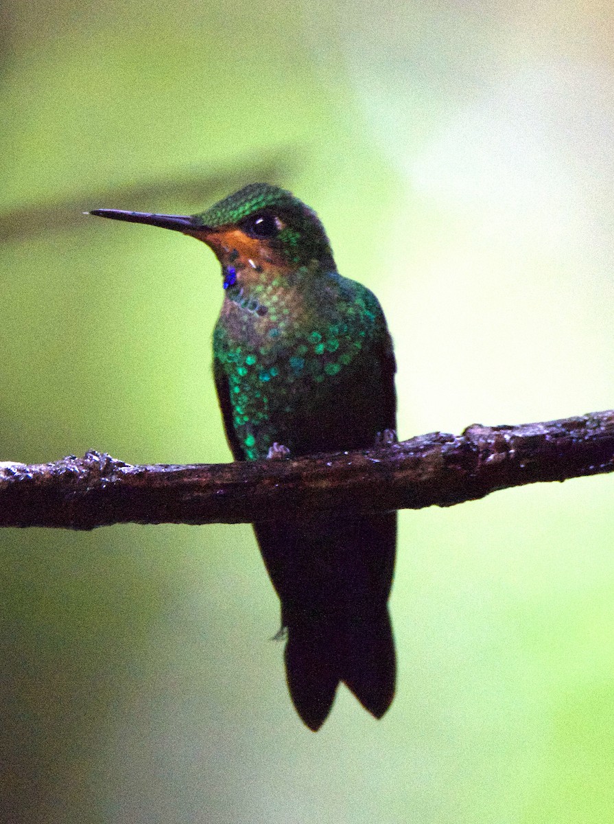 blåsmykkebriljant - ML647254860