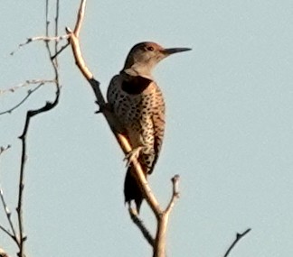 kaktusspett - ML647254861