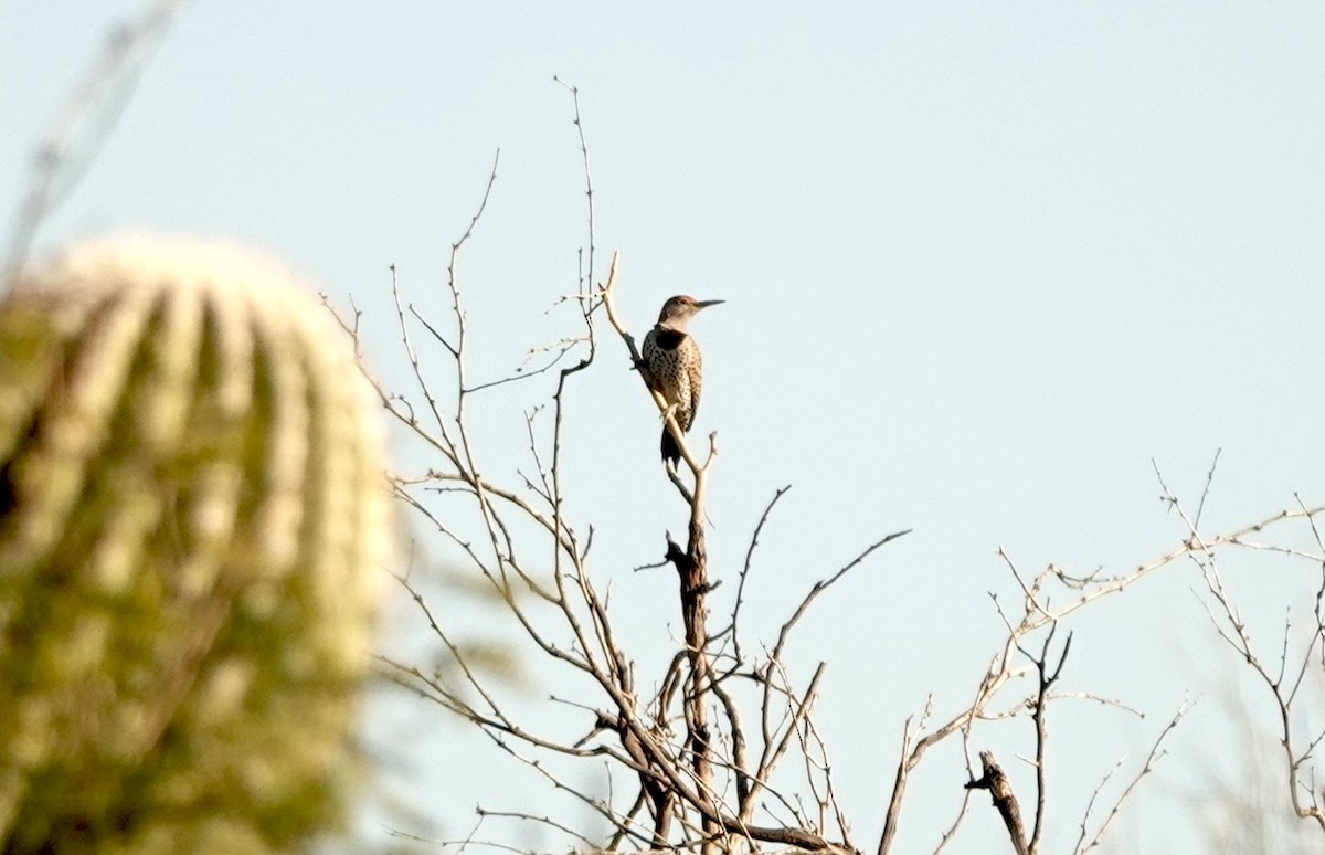 kaktusspett - ML647254862