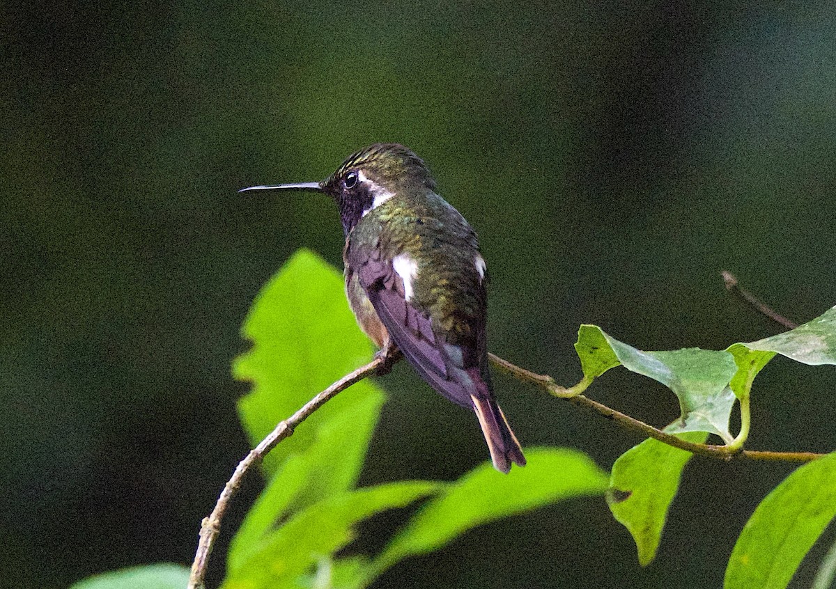 purpurstrupejuvel - ML647254864