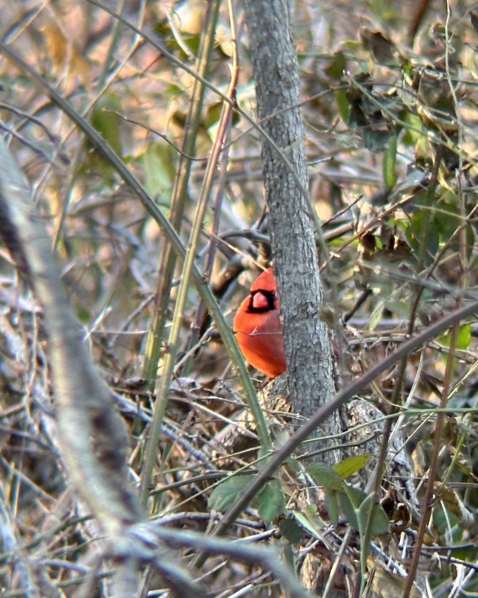 rødkardinal - ML647254865