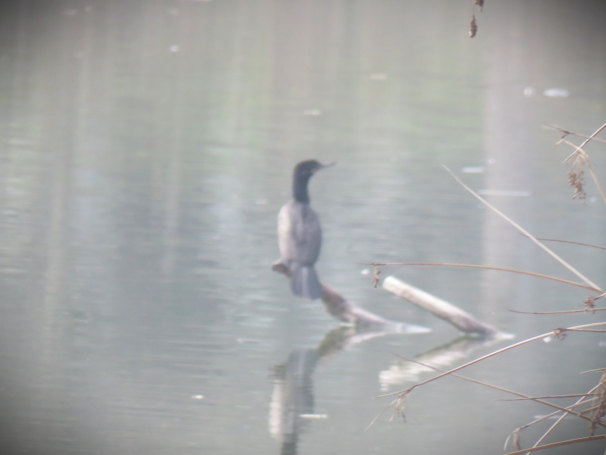 flodskarv - ML647254867