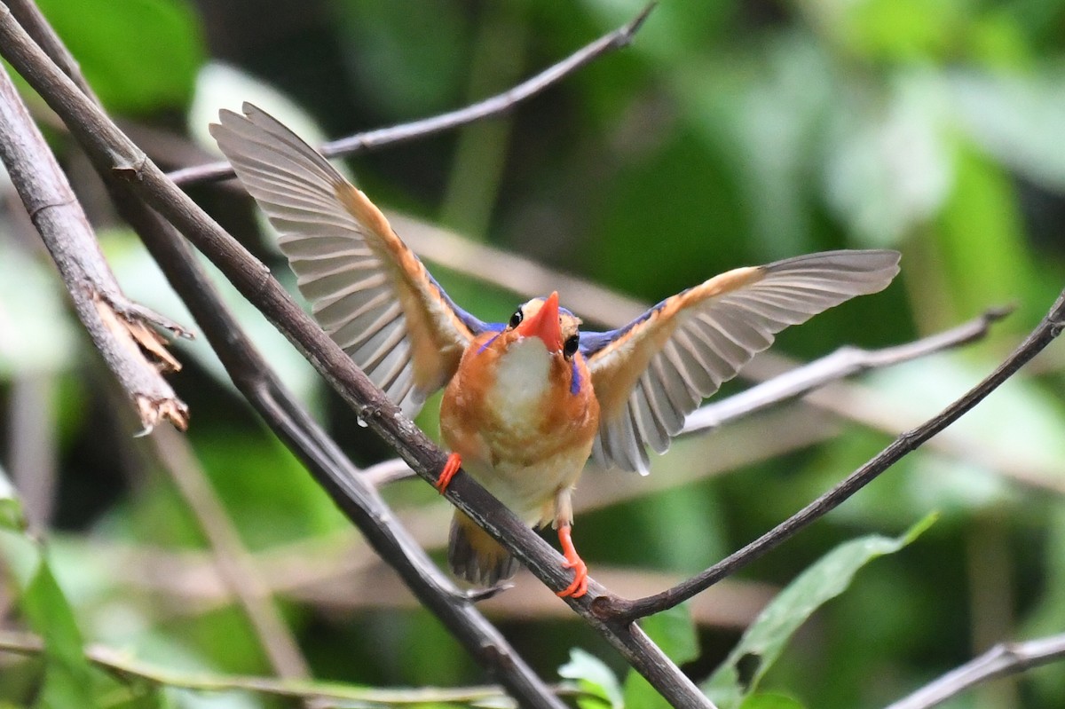 tiaraisfugl (nais) (principeisfugl) - ML647254868