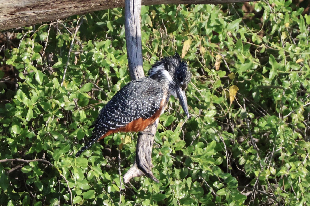 Martín Gigante Africano - ML647254877
