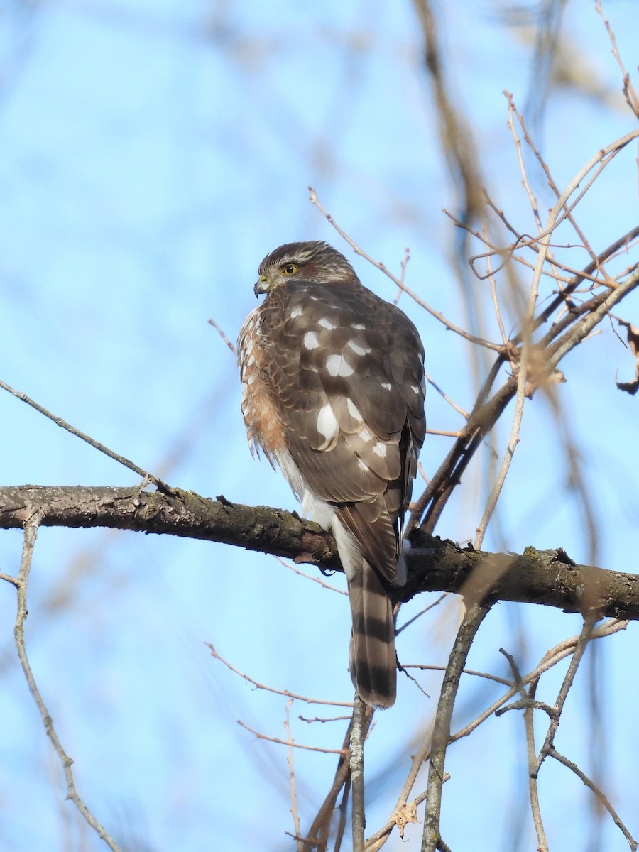 Cooper's Hawk - ML647254880