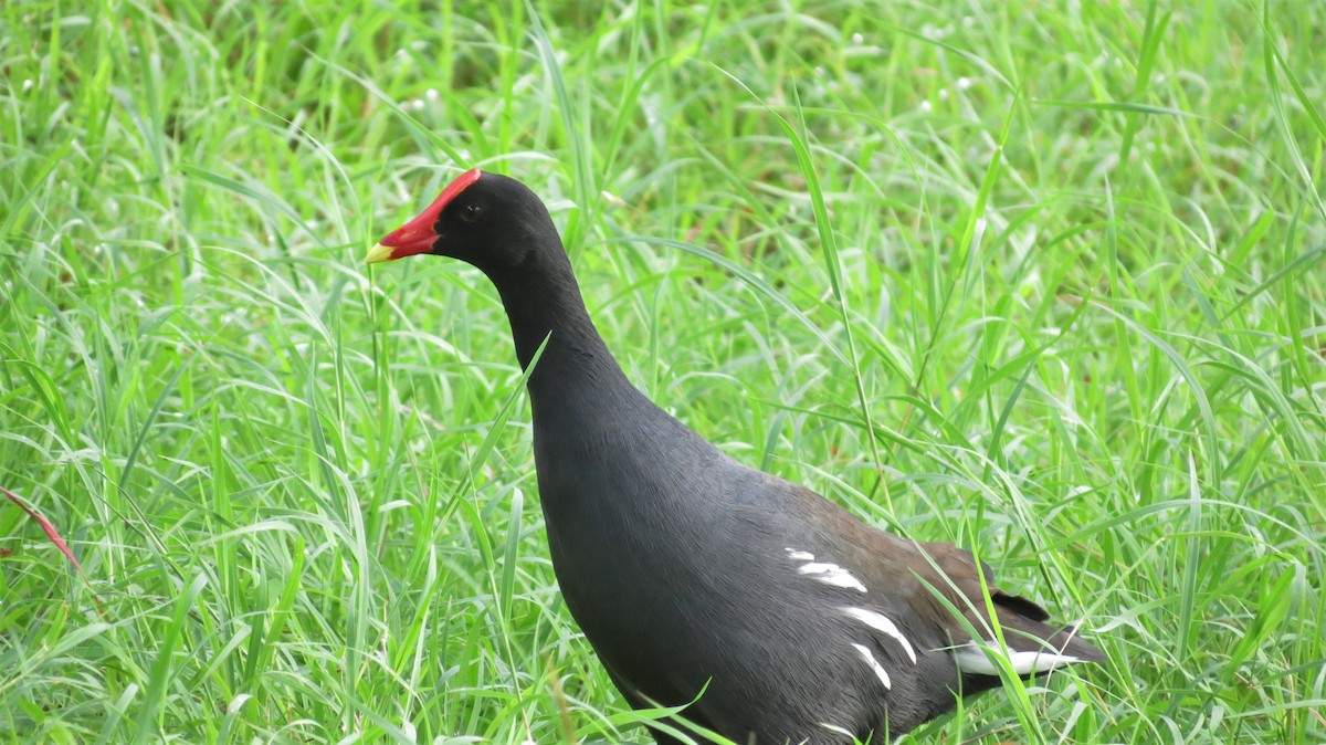 Курочка латиноамериканська - ML647254888