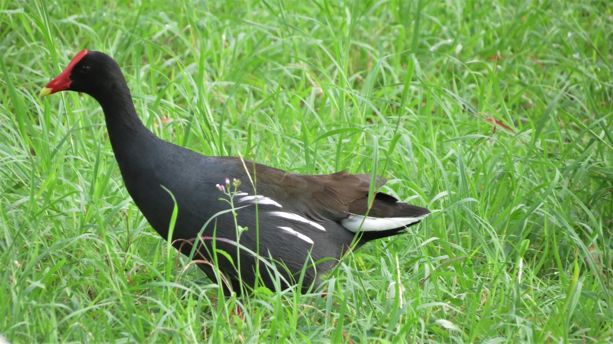 Курочка латиноамериканська - ML647254889