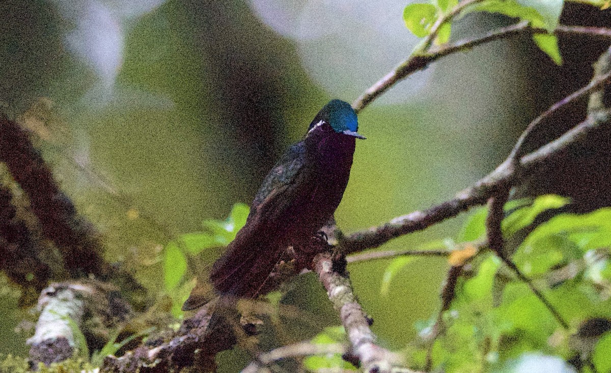 Purple-throated Mountain-gem - ML647254912