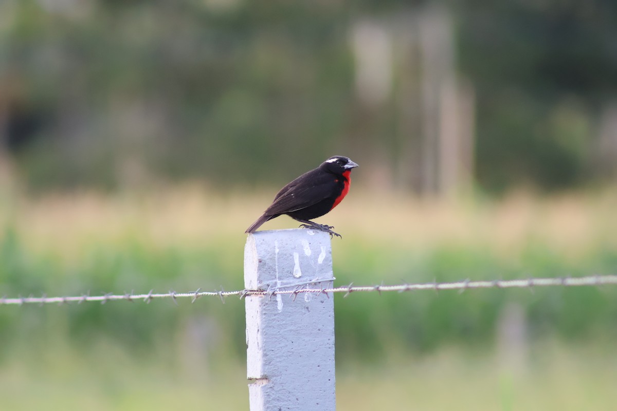 White-browed Meadowlark - ML647254915