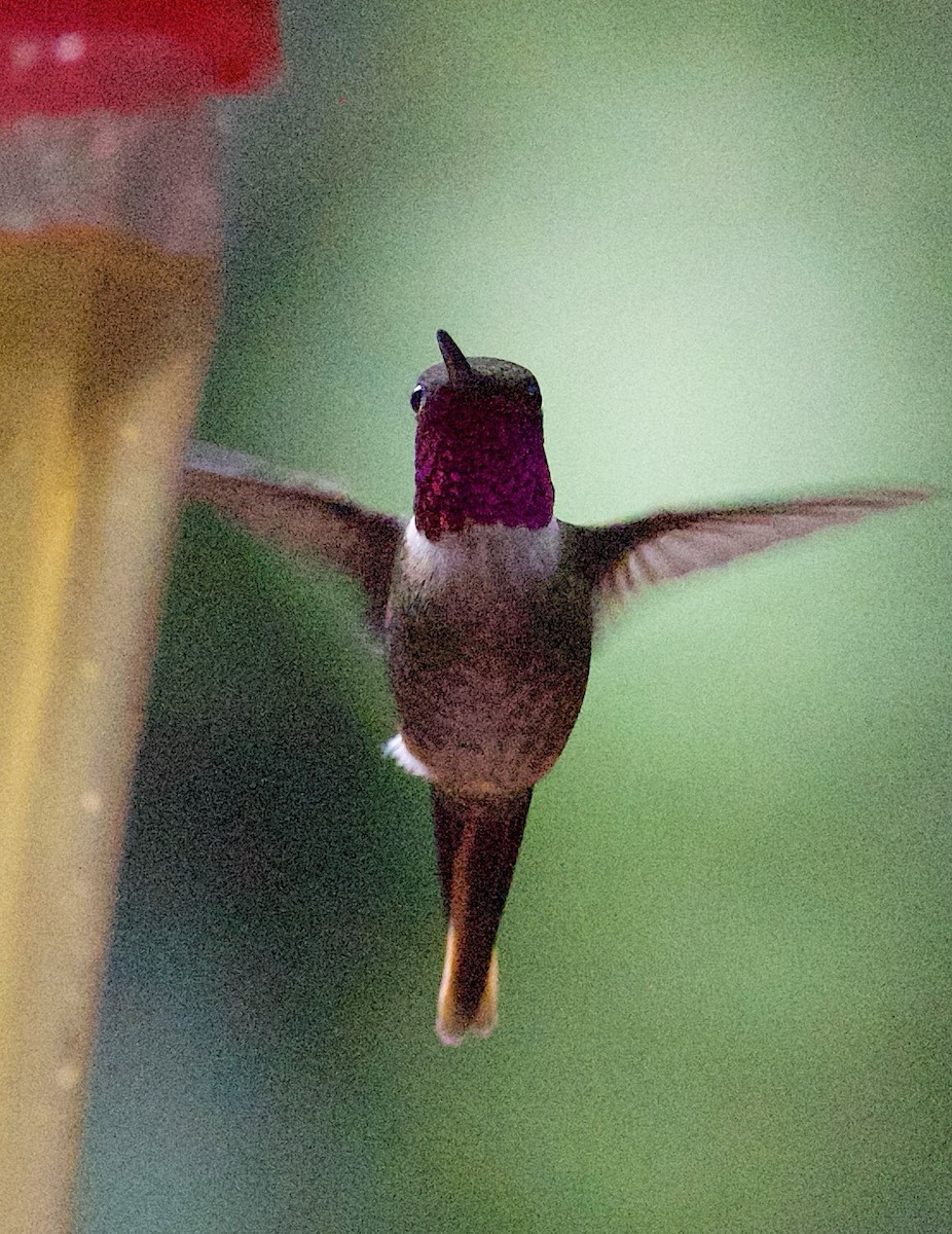 Magenta-throated Woodstar - ML647254926