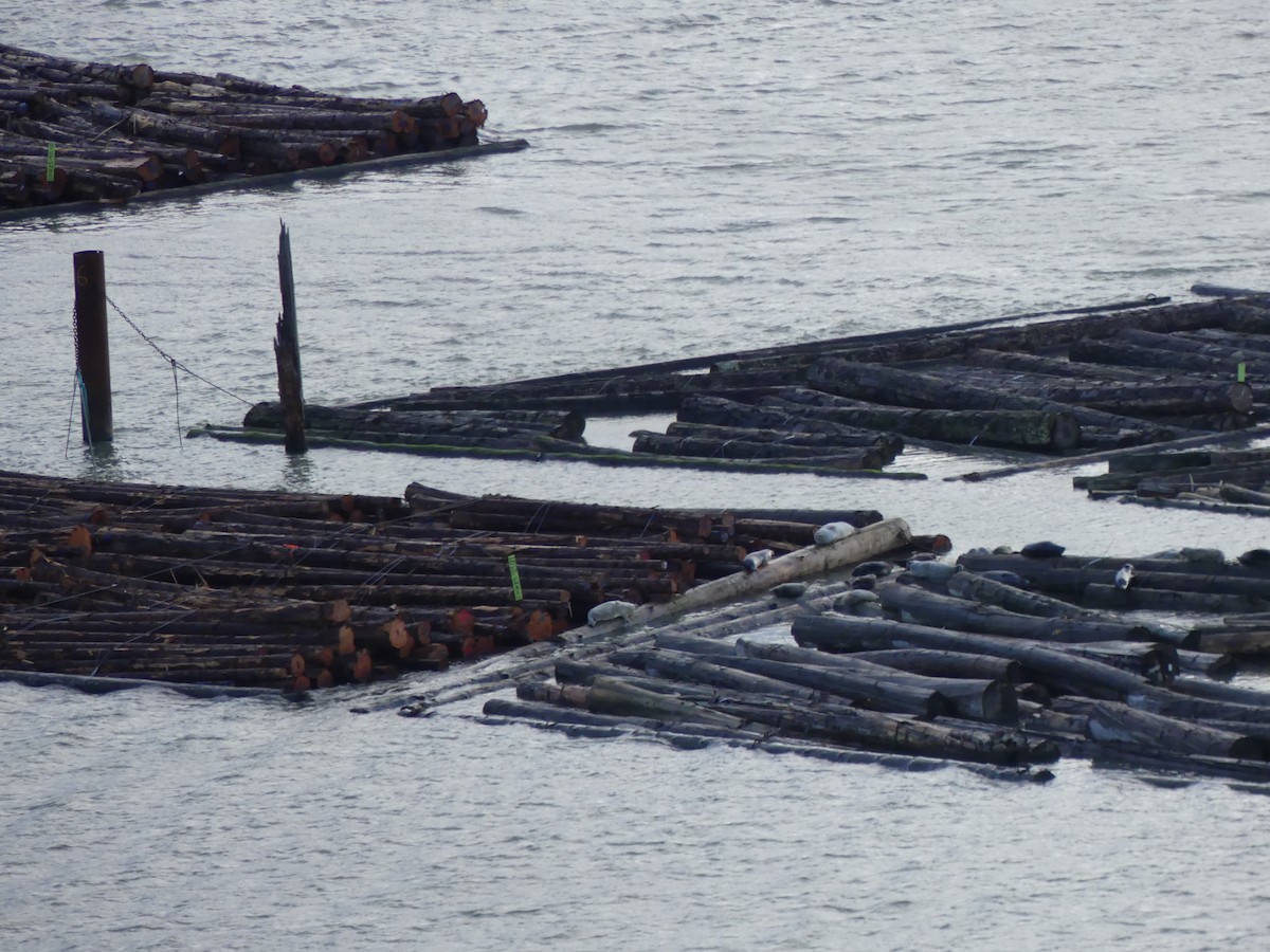 Harbor Seal - ML647254929