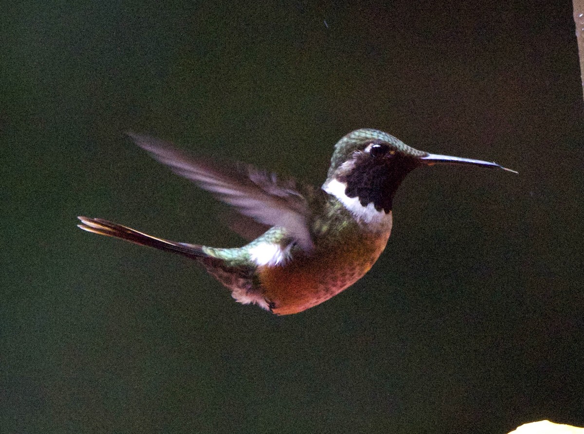 Magenta-throated Woodstar - ML647254932