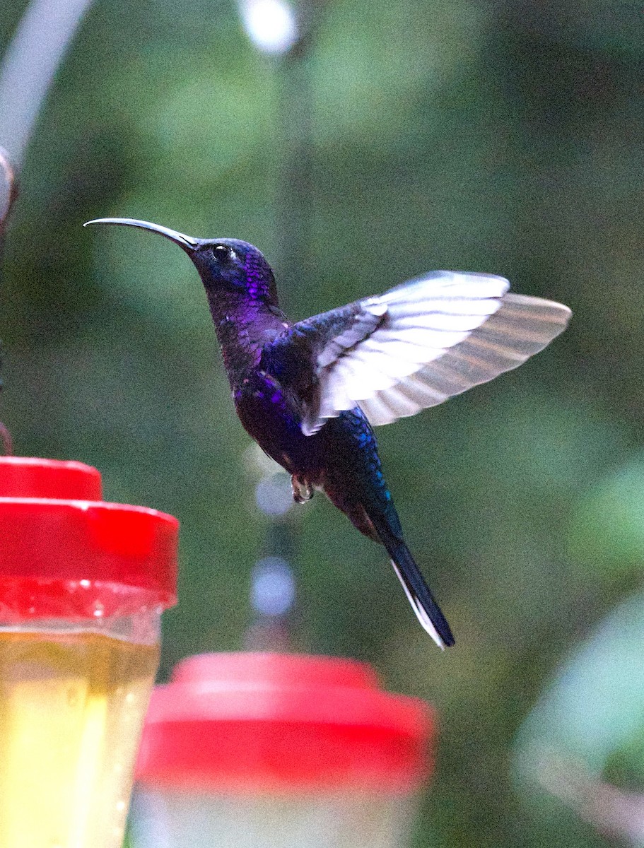 Violet Sabrewing - ML647254933