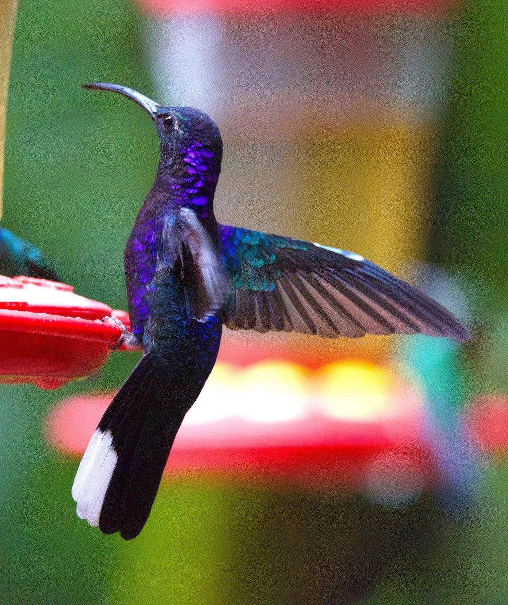 Violet Sabrewing - ML647254937