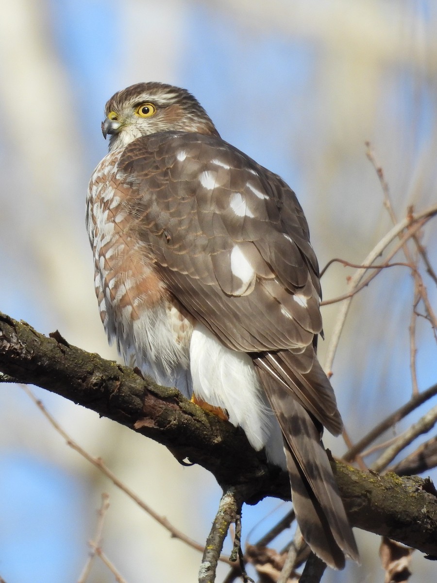 Cooper's Hawk - ML647254939