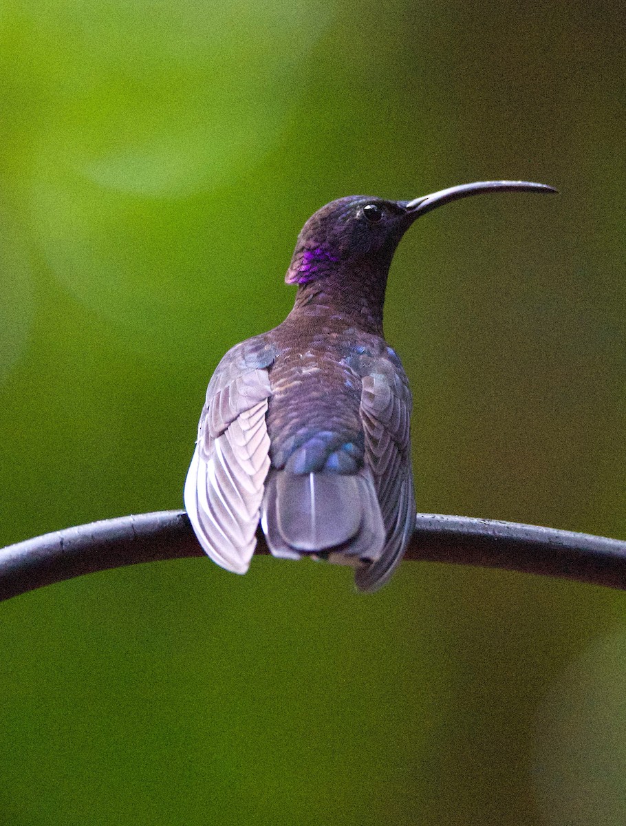 Violet Sabrewing - ML647254940