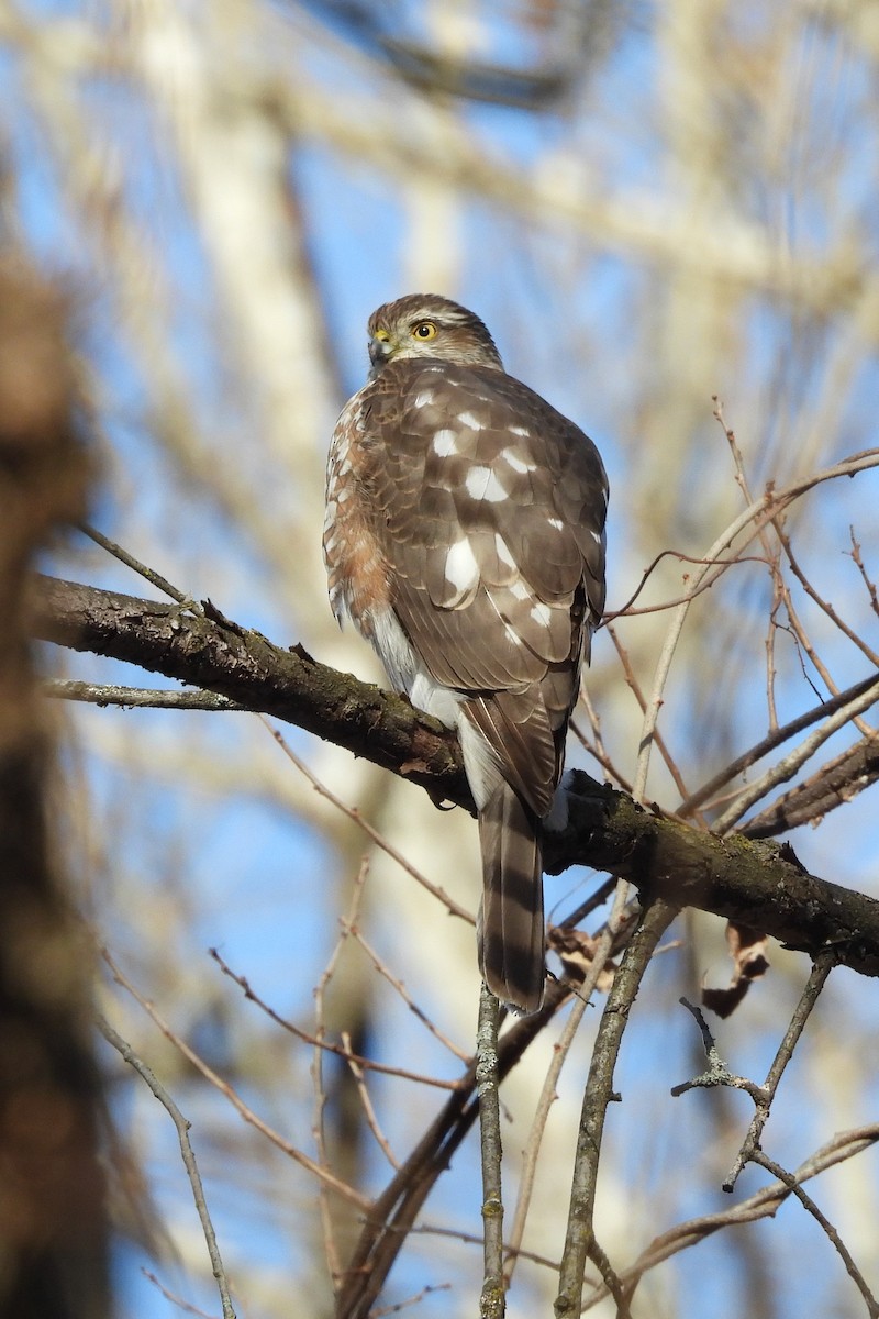 Cooper's Hawk - ML647254987